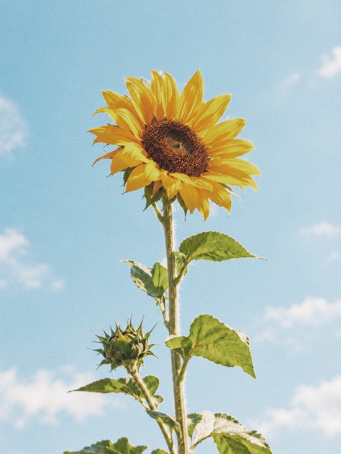 Een zonnebloem tegen een open lucht